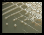 mueller hinton klebsiella
